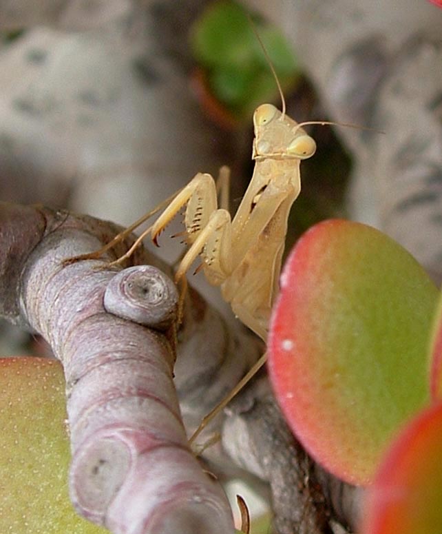 Una mantide bianca (Mantis religiosa)